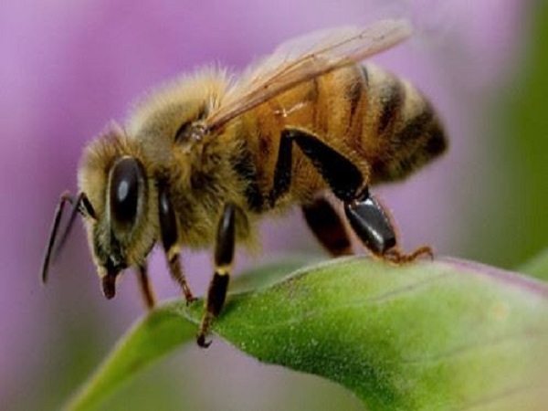 Chiêm bao mơ thấy ong đánh con gì?
