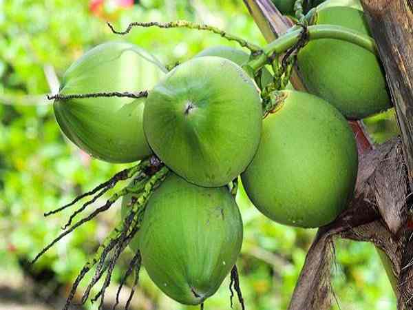 Ngủ mộng thấy quả dừa trên cây
