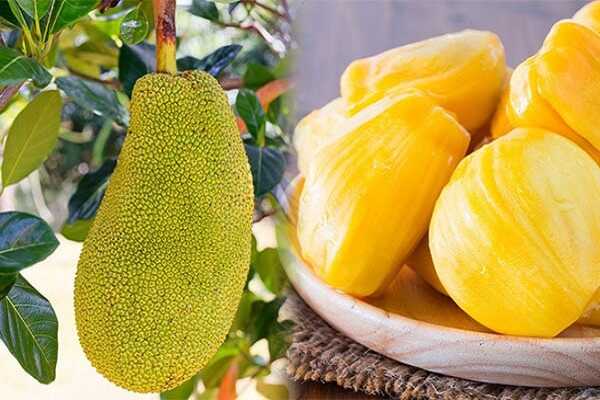 mơ thấy mit