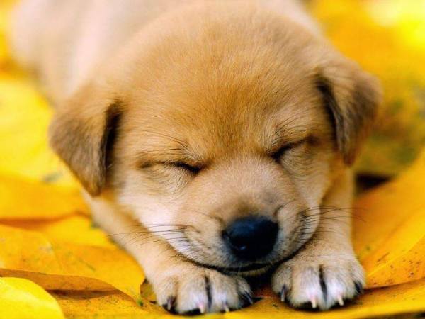 Mơ thấy chó vàng có điềm báo gì và đánh số gì?