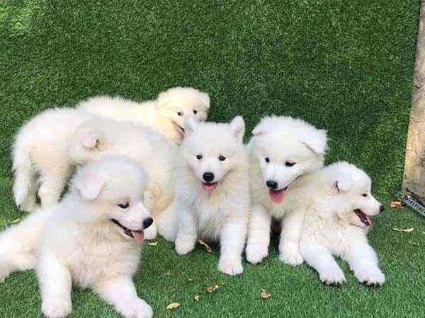 Nằm mê thấy con chó trắng đang ngủ