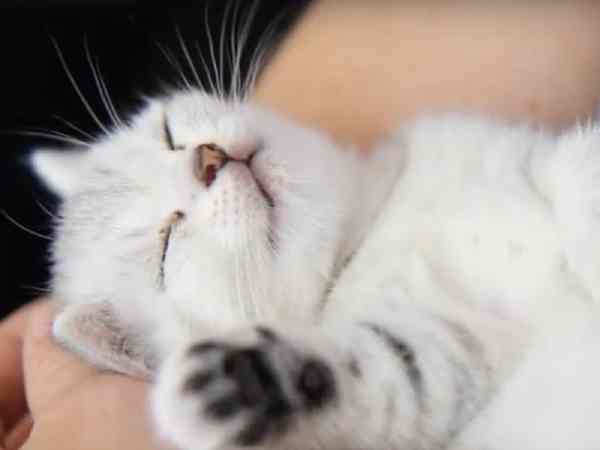 Ngủ mơ thấy mèo trắng vào nhà