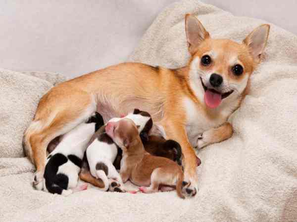 Nằm mơ thấy chó đẻ con đực nhiều hơn con cái