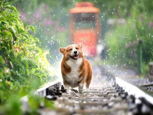 Nằm mê thấy chó vàng chạy vào nhà