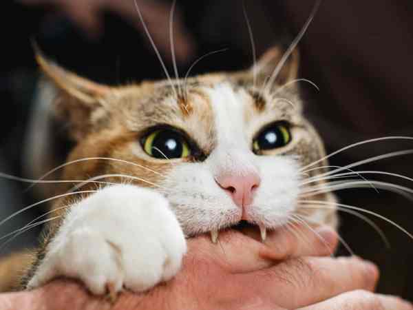 Ngủ mê thấy bị mèo cắn người khác