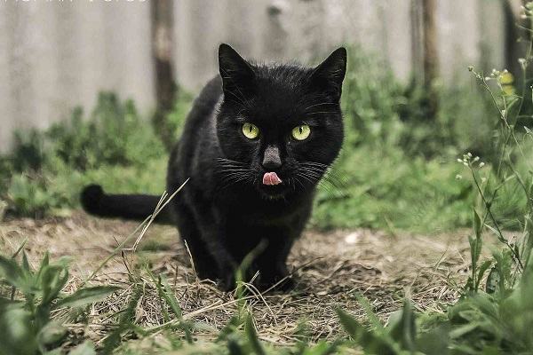 Mơ thấy mèo đen có điềm báo gì và đánh số nào trúng?