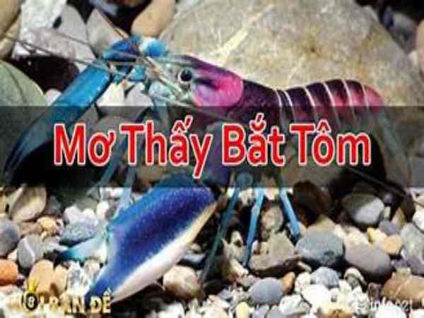 Nằm mơ thấy bắt tôm đánh con gì?