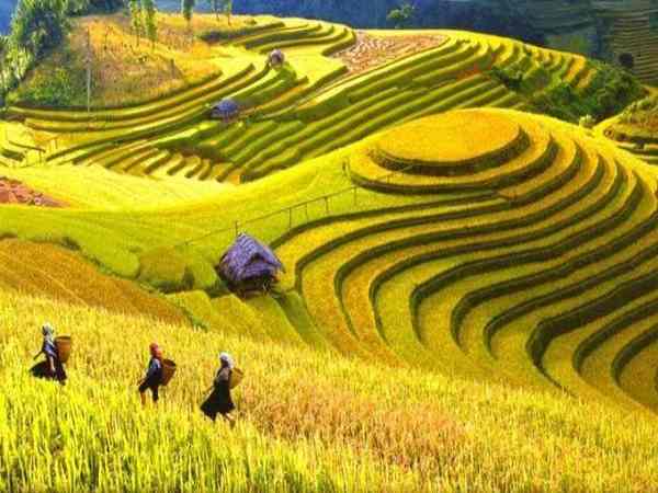 Chiêm bao thấy thu hoạch lúa