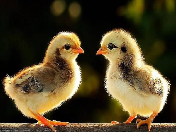 Mơ thấy gà con có điềm báo gì và đánh số nào may mắn?