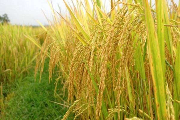 Mơ thấy lúa có điềm báo gì, chiêm bao thấy lúa chín số nào?