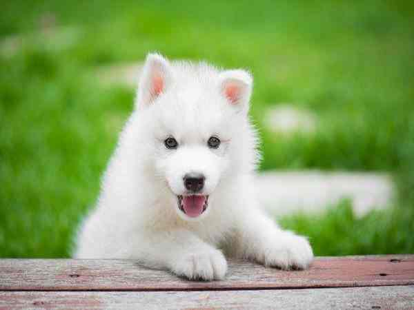 Ngủ mơ thấy chó con số mấy?