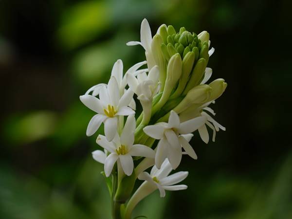 Nằm mơ thấy hoa huệ đánh con gì đánh số mấy