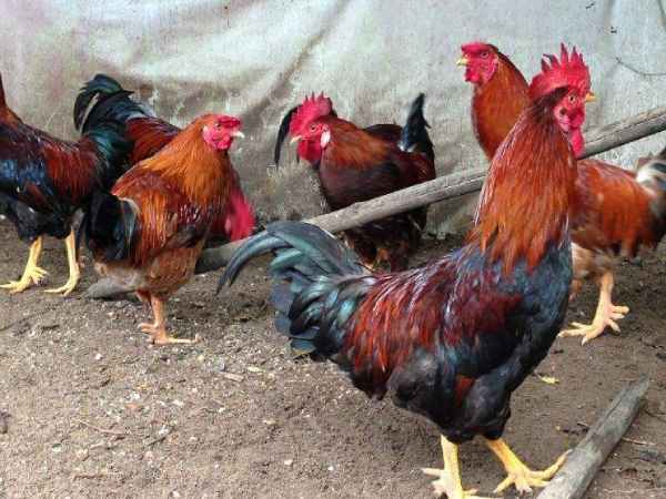 Nằm mơ bắt gà đánh con gì