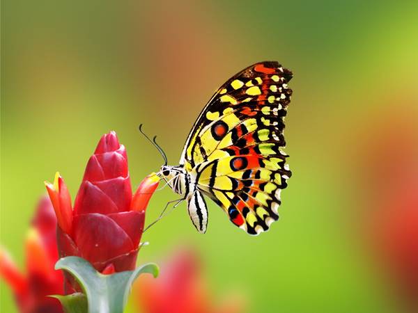 Mơ thấy con bướm là số mấy? Hôm sau đánh con gì 2