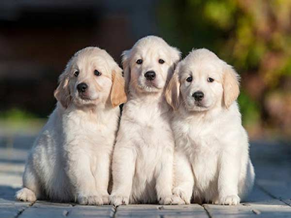 Mơ thấy chó đánh con gì? Mơ thấy chó đánh con gì?