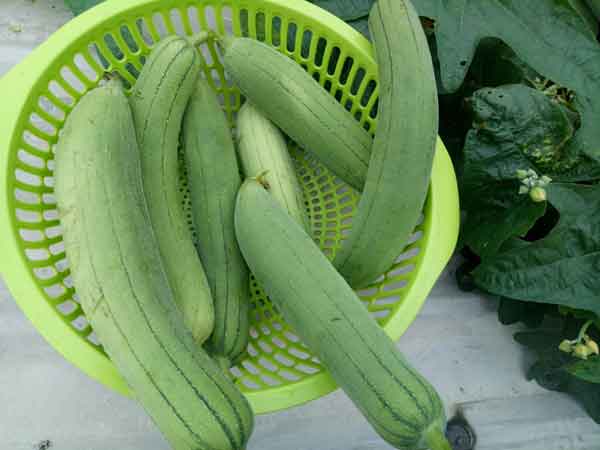 Nằm mơ thấy quả mướp đánh con gì?