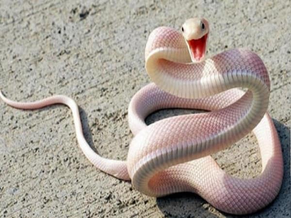 Giấc mơ rắn cắn nói điều gì