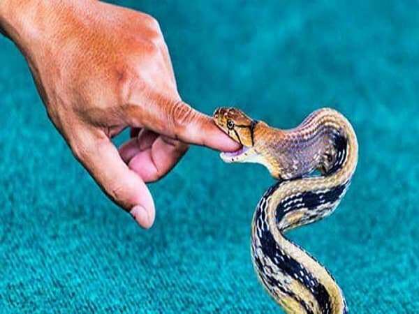 Điềm báo từ chiêm bao rắn cắn
