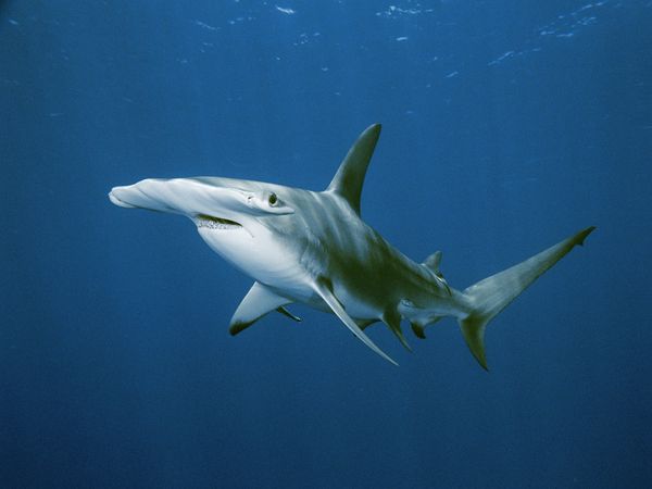 Nằm mơ thấy cá mập chơi xổ số con gì có ý nghĩa gì