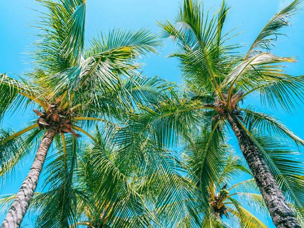 Đi đường thấy cây dừa là dấu hiệu của tài lộc?