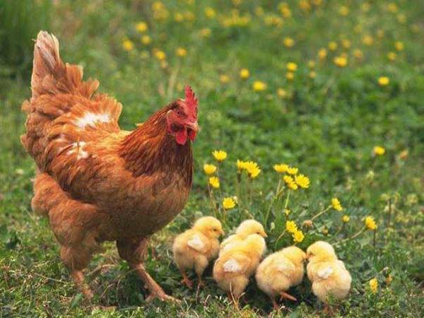 Vô tình thấy gà mái có con số gì may mắn
