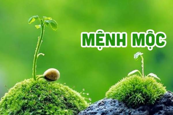 Gợi ý mệnh Mộc 1989 hợp số nào để tăng vận khí tốt?