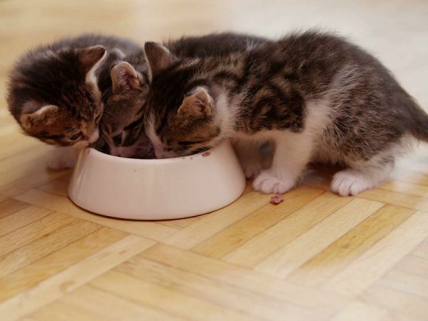 Mơ thấy mèo con là điềm gì có cặp số gì may mắn