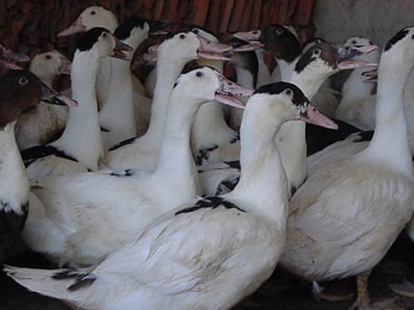 Chiêm bao thấy con ngan có điềm báo tốt hay xấu?