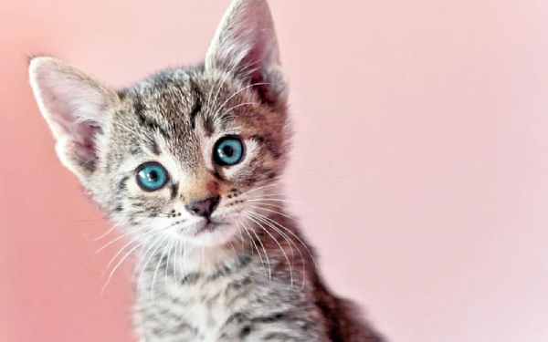 Hé lộ số may mắn tuổi Đinh Mão hôm nay giúp tiền vào như nước 