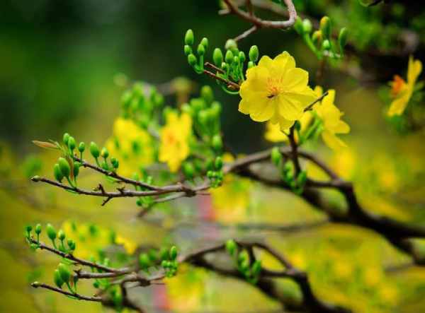 Chiêm bao thấy hoa mai vàng rụng đầy sân