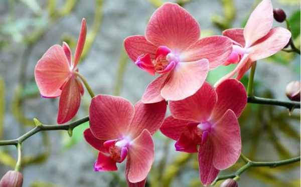 Sự nghiệp biến chuyển ra sao khi mơ thấy hoa lan?