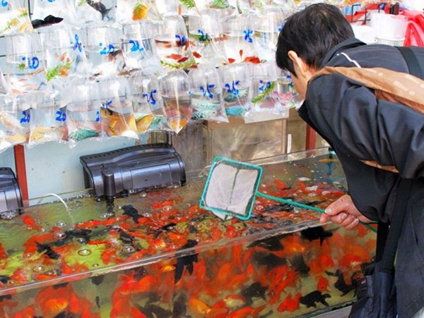 Chiêm bao thấy mua cá có ý nghĩa như thế nào?