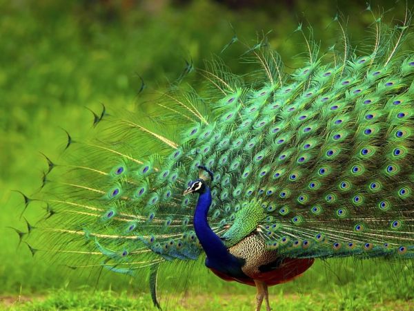 Ngủ mơ thấy chim công có phải điềm báo thuận lợi?