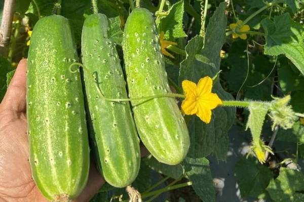 Mơ thấy quả dưa leo: Liệu có liên quan đến vận may?