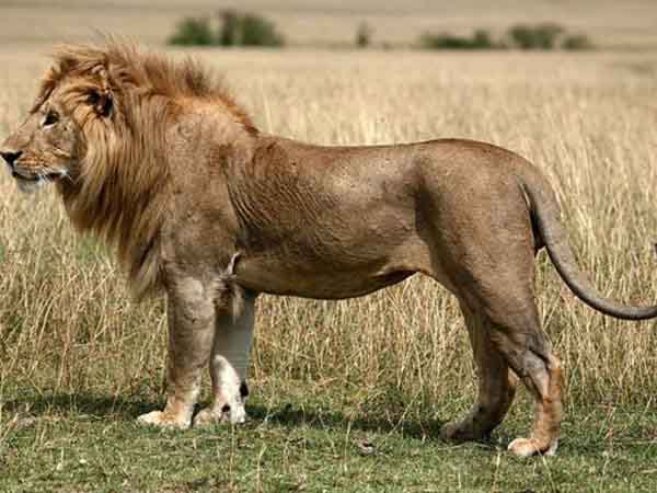 Mộng mơ thấy sư tử đang săn mồi