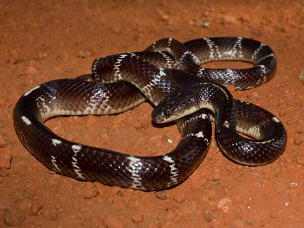  Ý nghĩa phong thủy của giấc mơ thấy rắn cạp nong