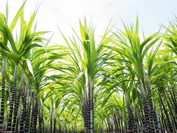 Giải mã giấc mơ thấy cây mía, nằm mơ thấy cây mía điềm gì?