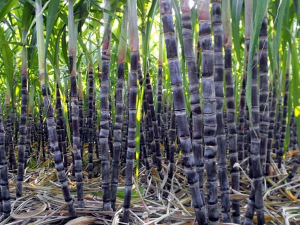 Giải mã giấc mơ thấy cây mía, nằm mơ thấy cây mía điềm gì? Giải mã giấc mơ thấy cây mía, nằm mơ thấy cây mía điềm gì?