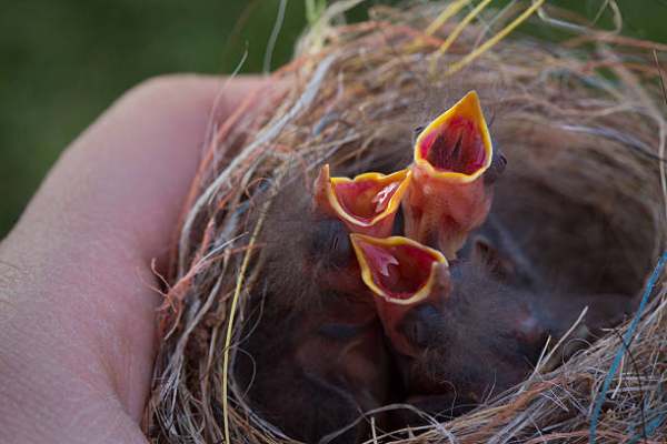 Nằm mơ thấy chim non bị thương