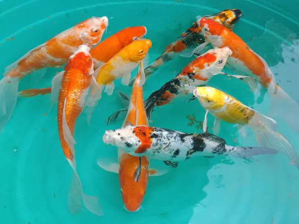 Nằm mơ thấy nhiều cá có số gì phát tài mang ý nghĩa gì