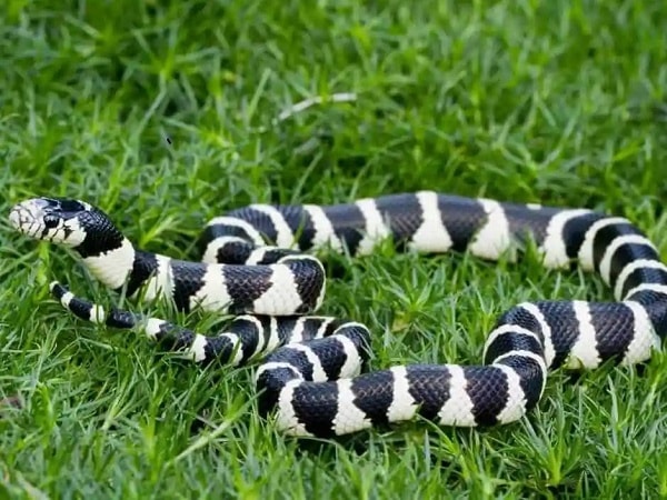 Giải mã nằm mơ thấy rắn đen trắng đánh con gì, số mấy may mắn?