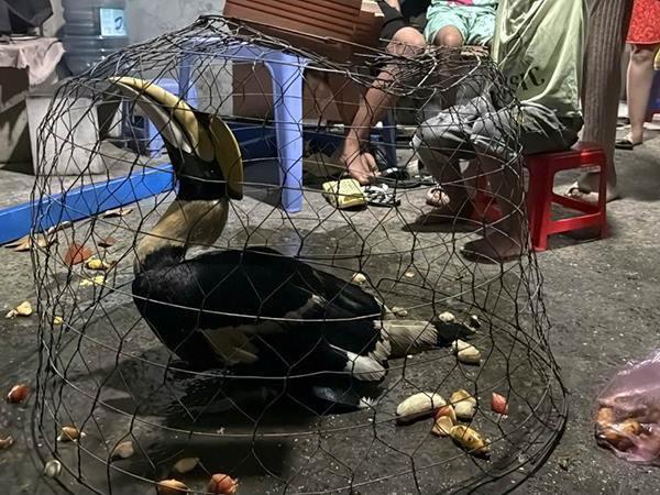 Nằm mơ thấy bắt được chim là điềm gì, dữ hay lành?