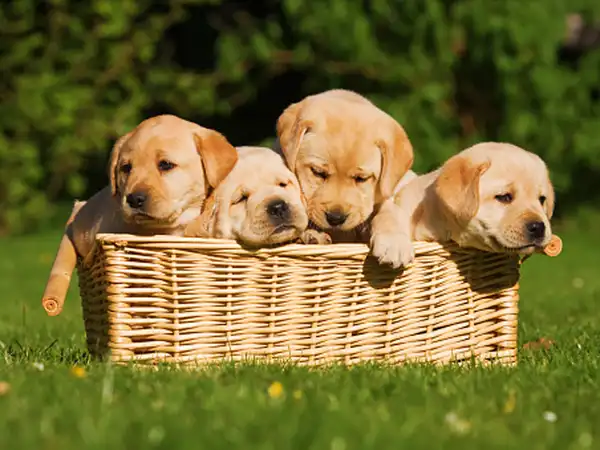 Nằm mơ thấy đàn chó con là điềm gì, con gì trúng thưởng? Nằm mơ thấy đàn chó con là điềm gì, con gì trúng thưởng?