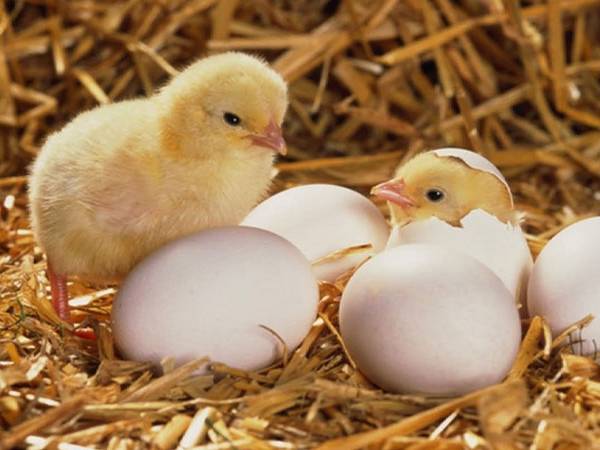 Nằm mơ thấy đàn gà con là điềm lành hay dữ, số gì hên? Nằm mơ thấy đàn gà con là điềm lành hay dữ, số gì hên?