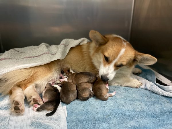 Giải mã nằm mơ thấy đàn chó con đánh con gì, số mấy may mắn?