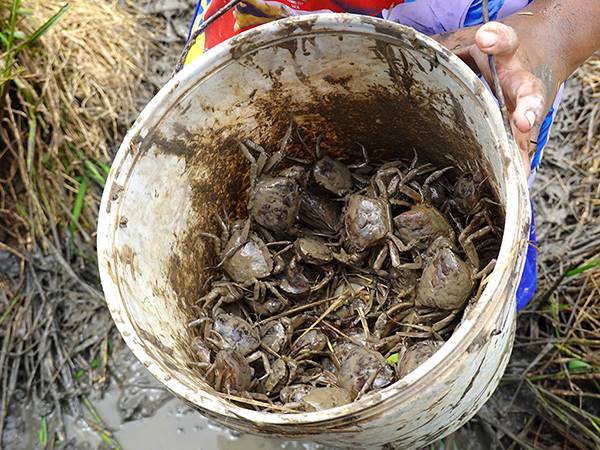 Nằm mơ thấy bắt cua là điềm gì, số mấy phú quý?