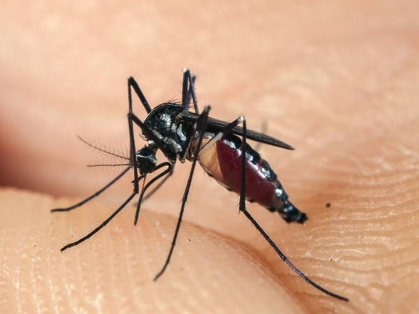 Giải mã con muỗi số mấy và ý nghĩa phong thủy ít ai biết