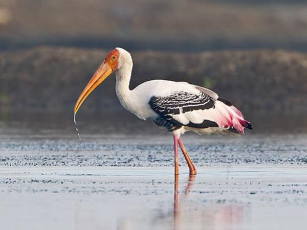 Ý nghĩa con cò trong phong thủy