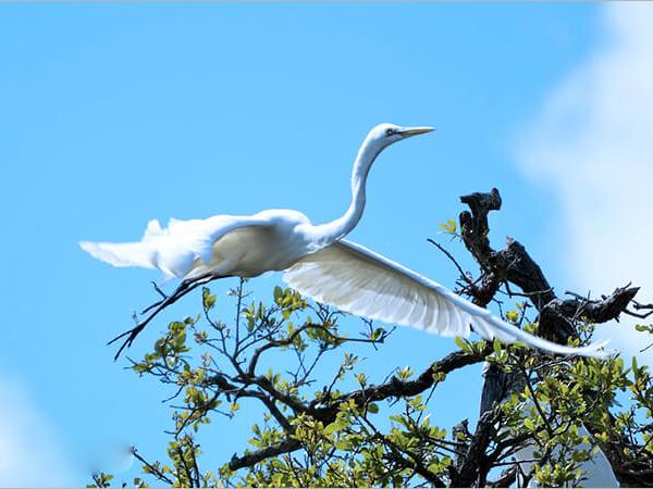 Con cò số mấy? Giải mã ý nghĩa và những con số liên quan Con cò số mấy? Giải mã ý nghĩa và những con số liên quan