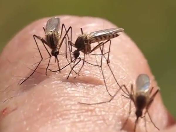 Ý nghĩa con muỗi trong phong thủy Ý nghĩa con muỗi trong phong thủy